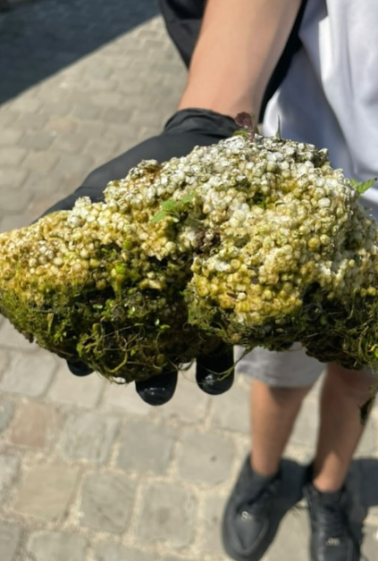 Belgium Chapter's Beach Cleanup 5